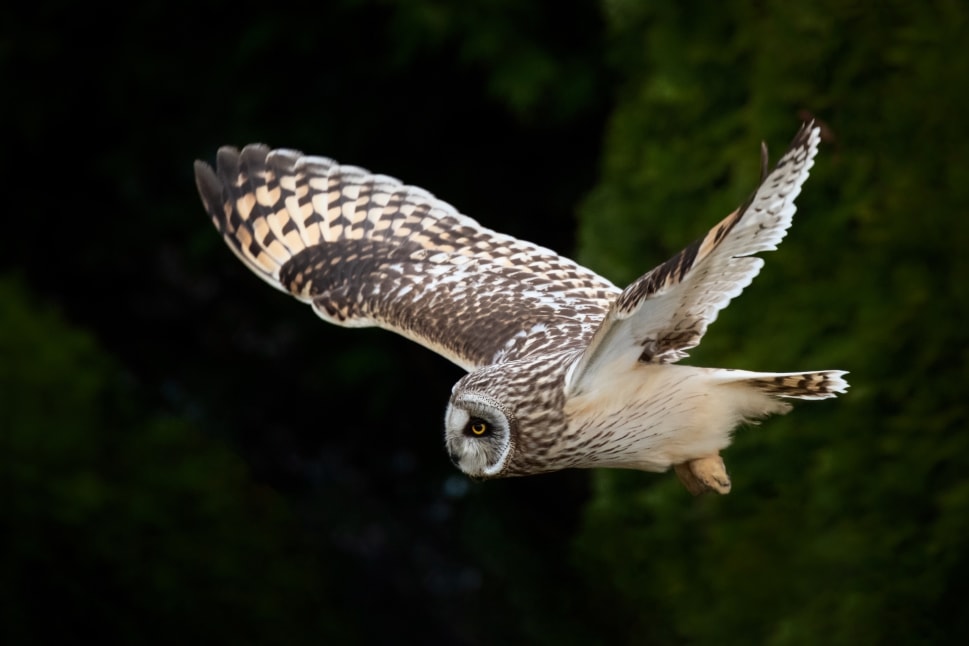 Nighttime Bird Watching in Kelowna Discovering Owls and Nocturnal Birds